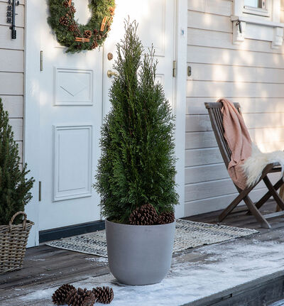 Thuja 100 cm Thuja 100 cm